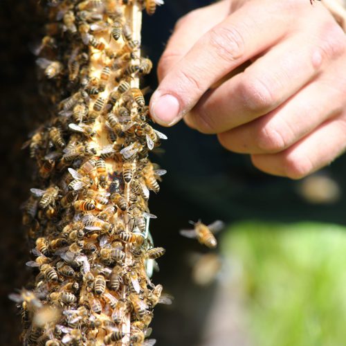 Spotkanie z sąsiadem pszczelarzem