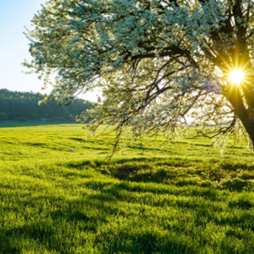 Mindfulness na Bemowie – Spacer Uważności